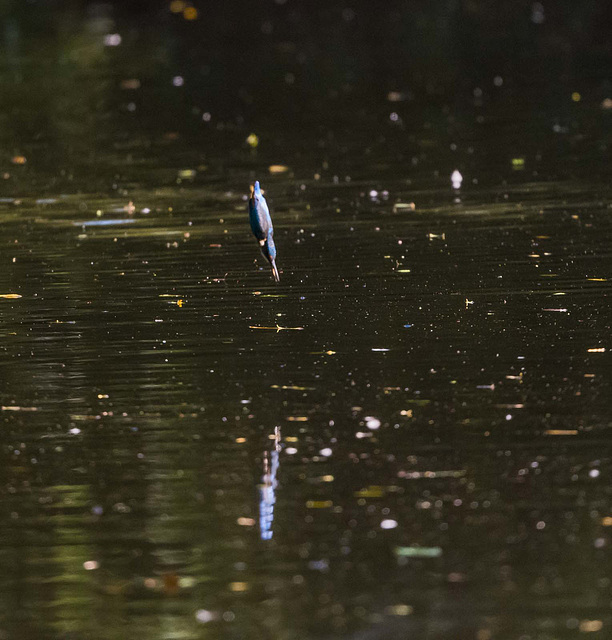 Kingfisher dive