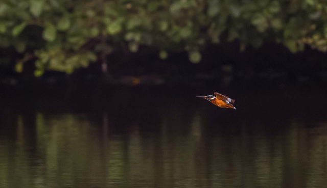 Kingfisher