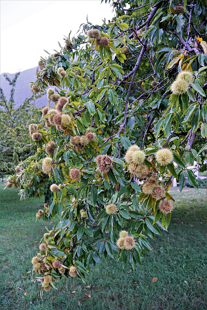 Brusio GR / Castagne, einst das Brot der armen Leute