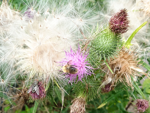 Biene auf Distel Biene auf Distel