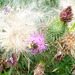 Biene auf Distel