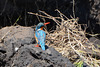 Botswana, Chobe National Park, Common Kingfisher Looking Right