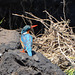 Botswana, Chobe National Park, Common Kingfisher Looking Right