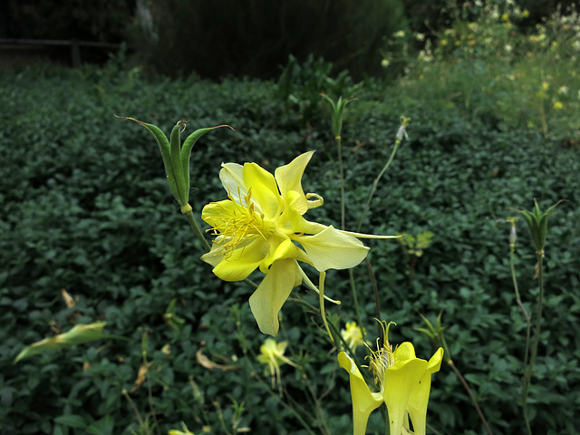 L.A. County Arboretum (1002)