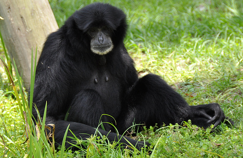 Siamang Gibbon