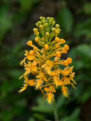 Platanthera ciliaris (Yellow Fringed orchid)