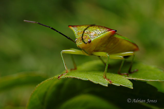 Acanthosoma haemorrhoidale (Hawthorn Shieldbug)