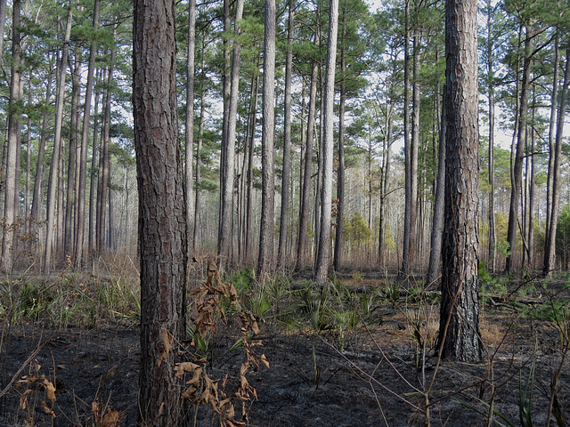 Burning the pine forest