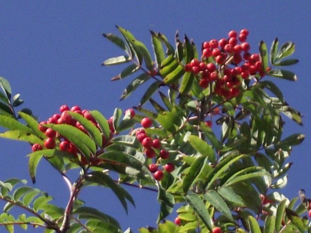 Beautiful red berries against the blue sky