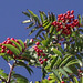 Beautiful red berries against the blue sky