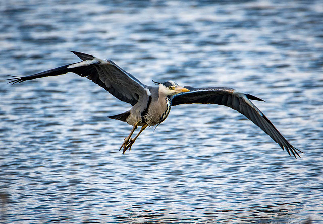 A heron in flight2