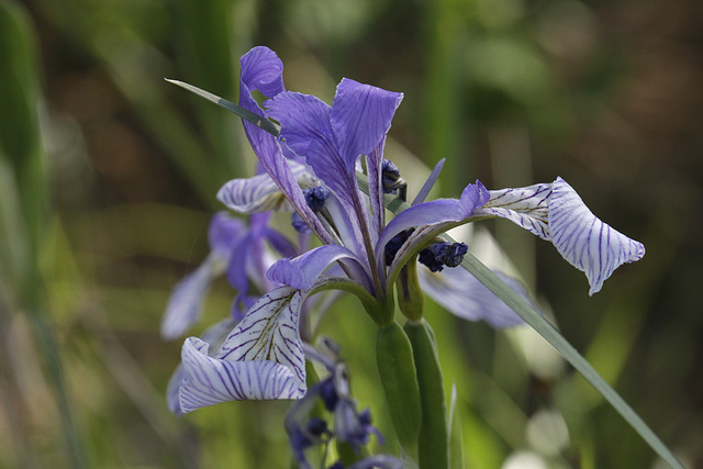 Missouri Iris