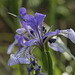 Missouri Iris