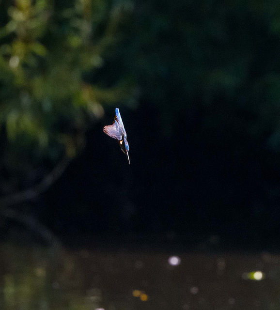 Kingfisher dive