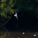 Kingfisher dive