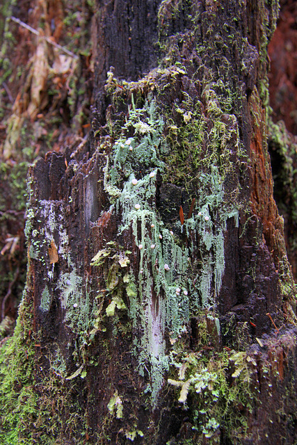 Unidentified Slime Mold