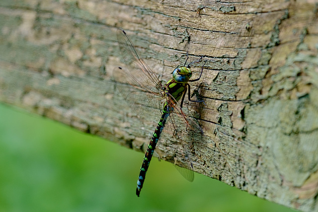 Southern Hawker Dragonfly