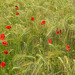 Comme un p'tit coquelicot, mon âme ....