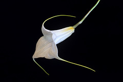 Masdevallia datura