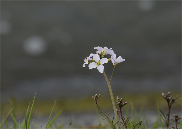 Cardamine