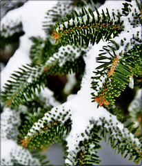 The snowy fir ...