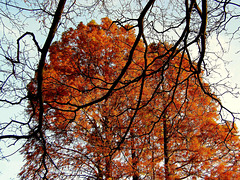 Taxodium distigum