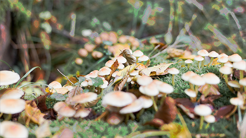 bosque bajo@otoño