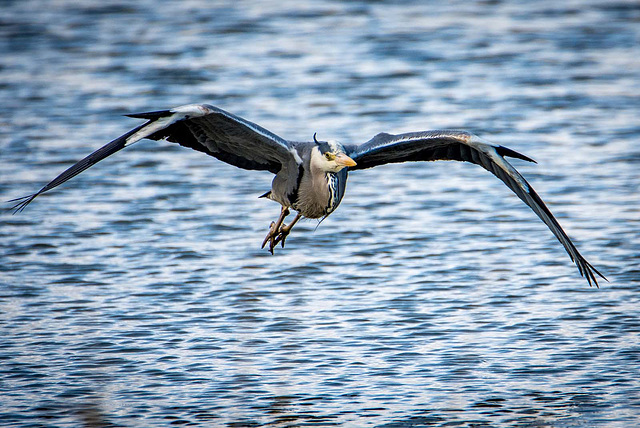 A heron in flight3