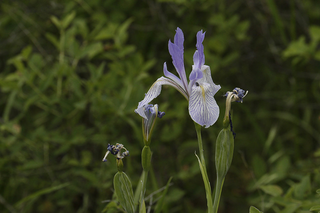 Missouri Iris