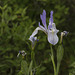 Missouri Iris