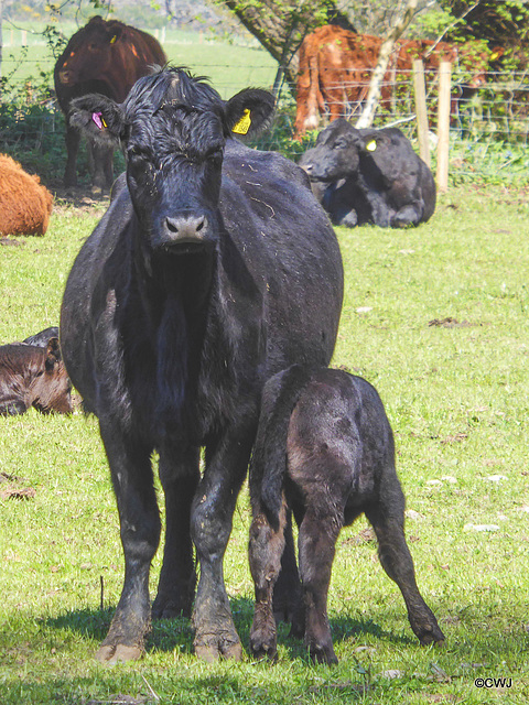 Mother with her new calf