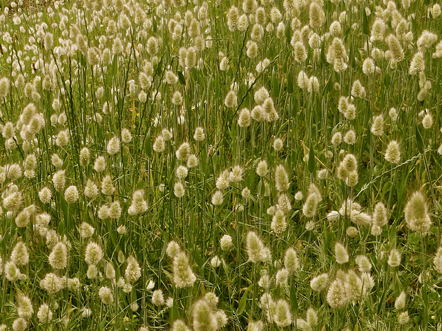 Prairie habillée en plumetis.