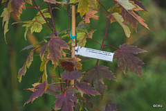 Acer Rubrum October Glory beginning to change colour