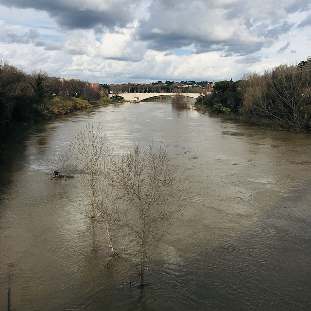 The  swollen Tiber.