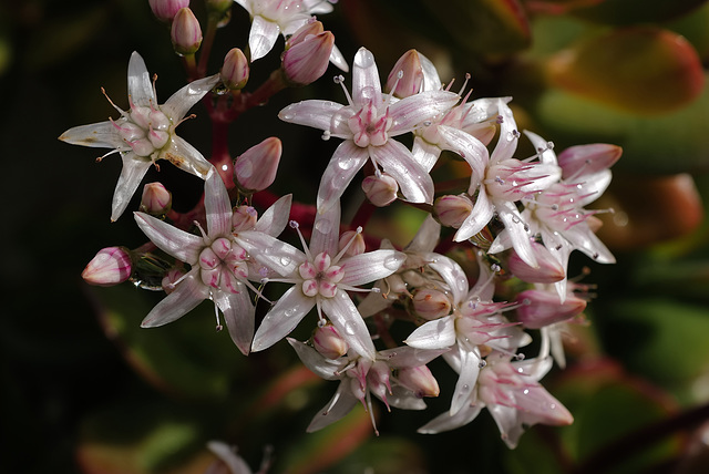 Crassula ovata