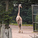 20210729 2128CPw [D~OS] Netzgiraffe, Zoo Osnabrück