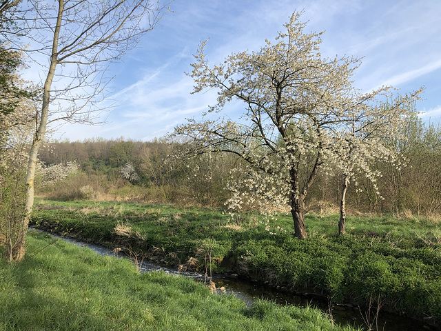 DE - Weilerswist - Frühling an der Swist