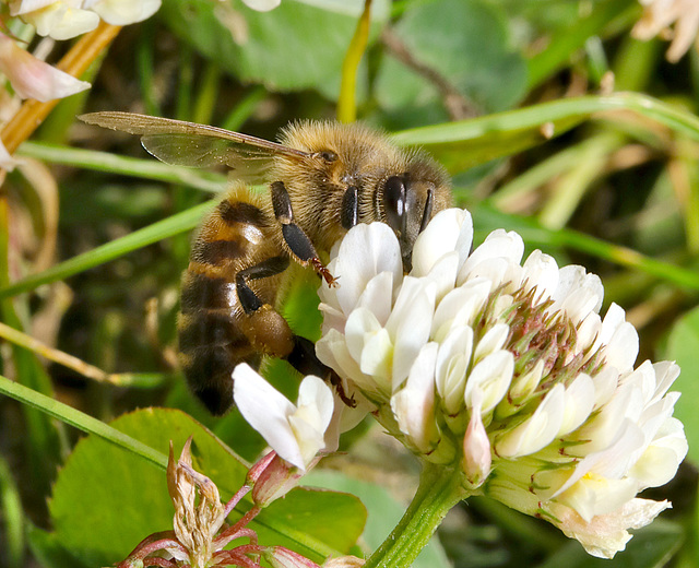 Abeille et trèfle