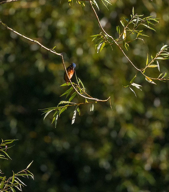 Kingfisher spotting a fish