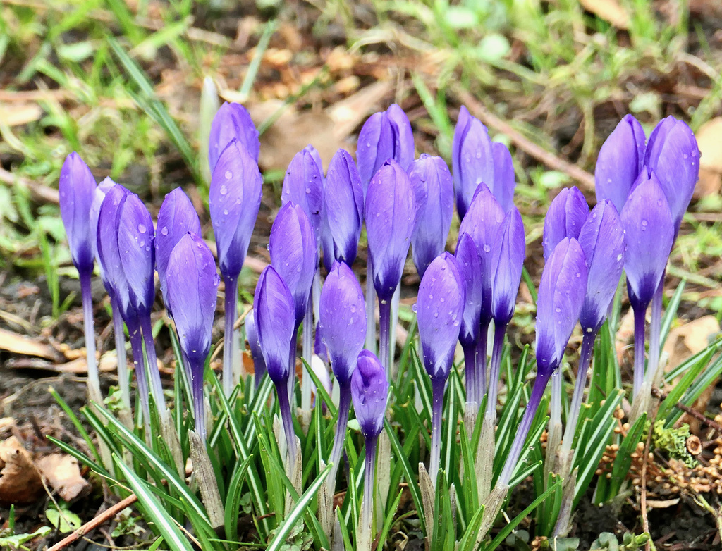 Krokus