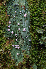 Wolf's Milk Slime Mold