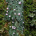 Wolf's Milk Slime Mold