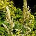 20240715 0512CPw [D~LIP] Wolliges Honiggras (Holcus latanus), BS