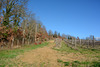 Italy, San Galgano, Trail to the Hill of Monte Siepi along the Vineyard