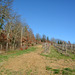 Italy, San Galgano, Trail to the Hill of Monte Siepi along the Vineyard