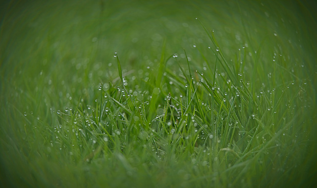 Ein Blick ins Gras nach einen Regen :)) A look at the grass after a rain :)) Un regard sur l'herbe après la pluie :)) Ein Blick ins Gras nach einen Regen :)) A look at the grass after a rain :)) Un regard sur l'herbe après la pluie :))