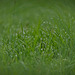 Ein Blick ins Gras  nach einen Regen :))  A look at the grass after a rain :)) Un regard sur l'herbe après la pluie :))