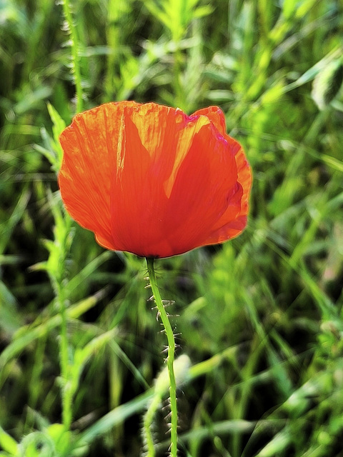 Endlich wieder Mohnzeit