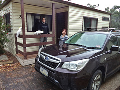 visit from cockatoos & currawongs