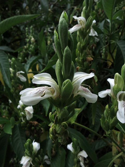 L.A. County Arboretum (0990)